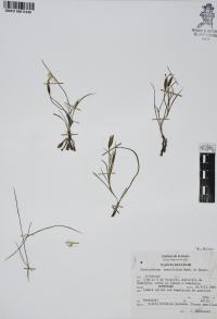 Sisyrinchium tenuifolium image